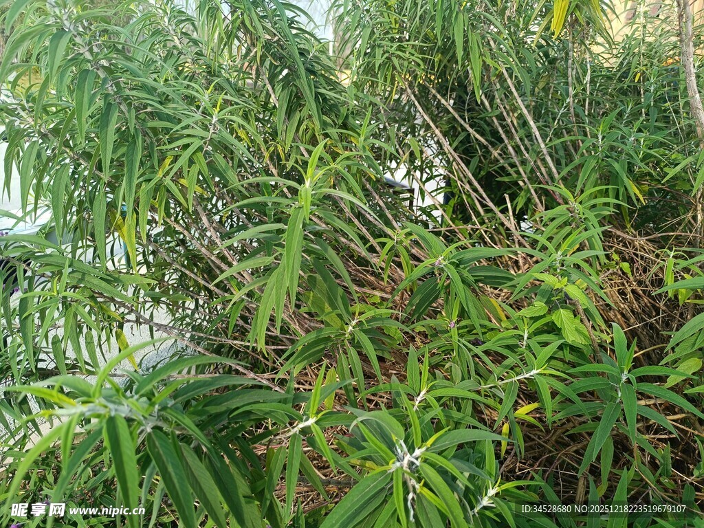 翠绿繁茂的竹林景观