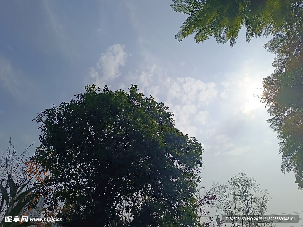 阳光下的绿树与天空