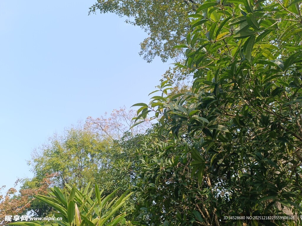 蓝天绿树自然景致