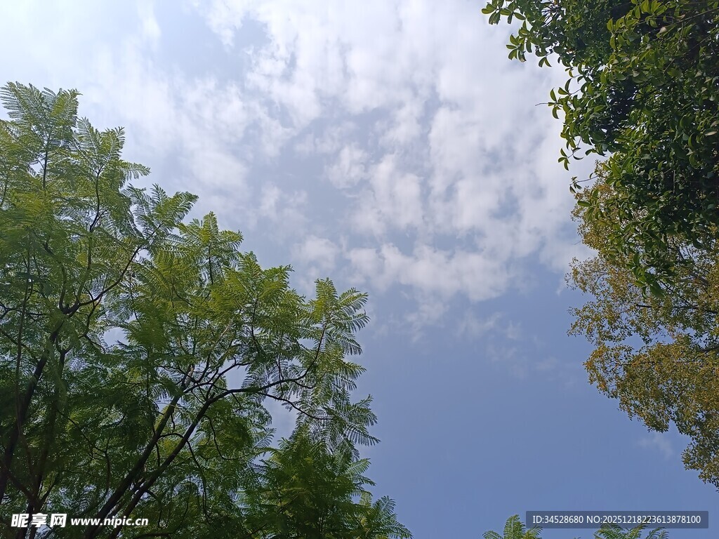 仰望林间天空的美好景象