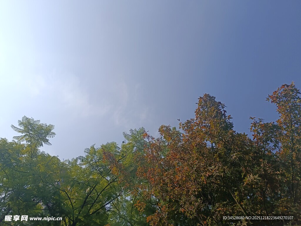 秋日树梢上的晴朗天空