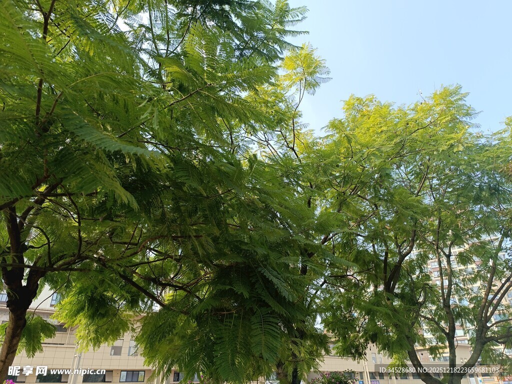 夏日绿树成荫的校园景致