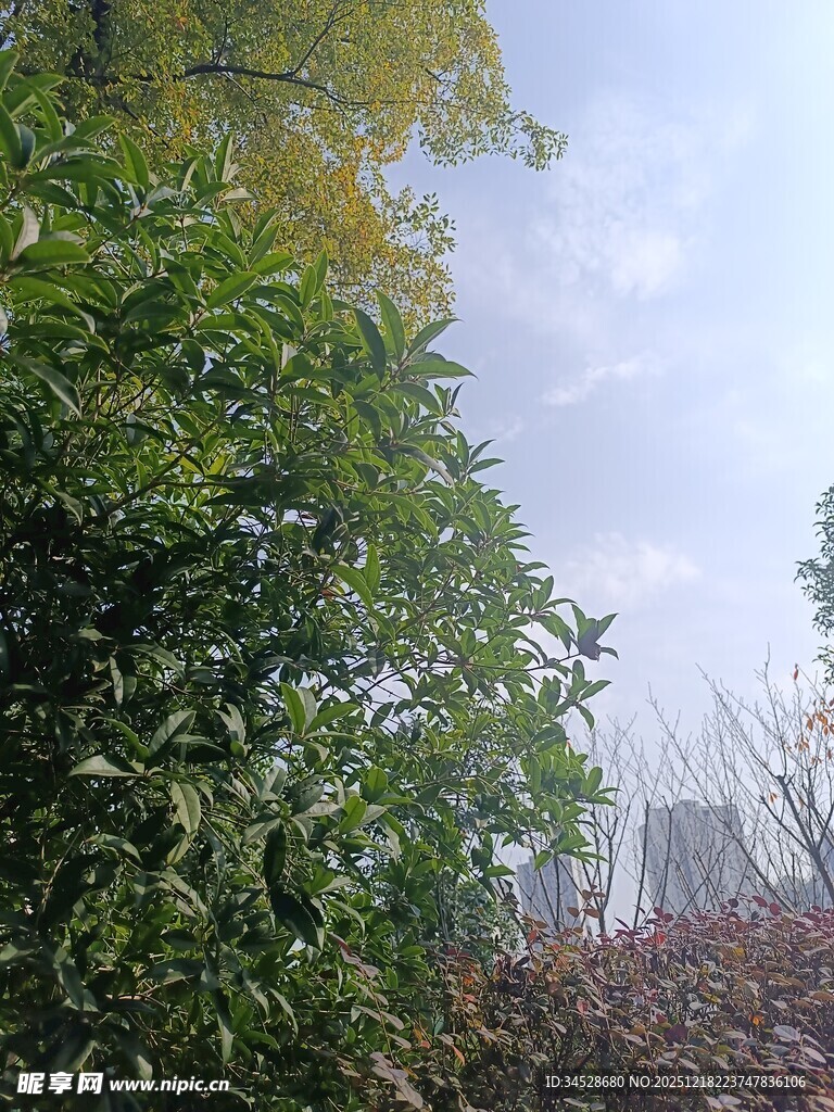 繁茂绿植与朦胧天空