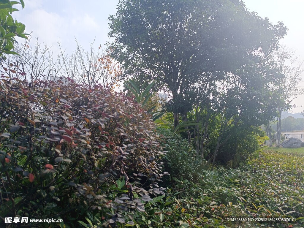 户外繁茂绿植景致