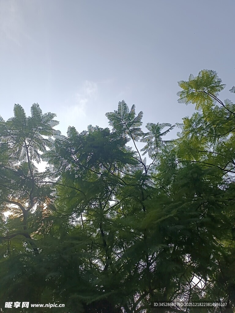 阳光透过枝叶的绿意景象