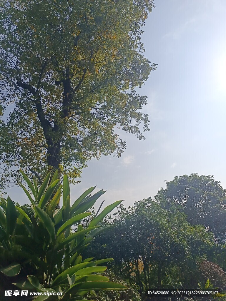 户外绿树与繁茂植物景观