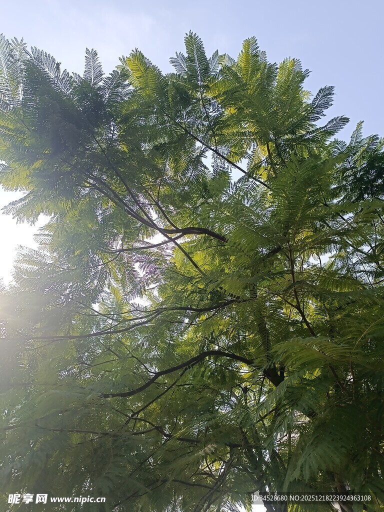 阳光照耀下的繁茂绿树