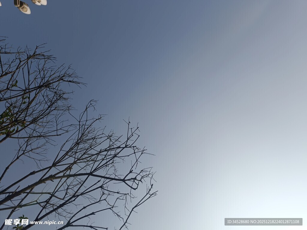 蓝天枯枝景象