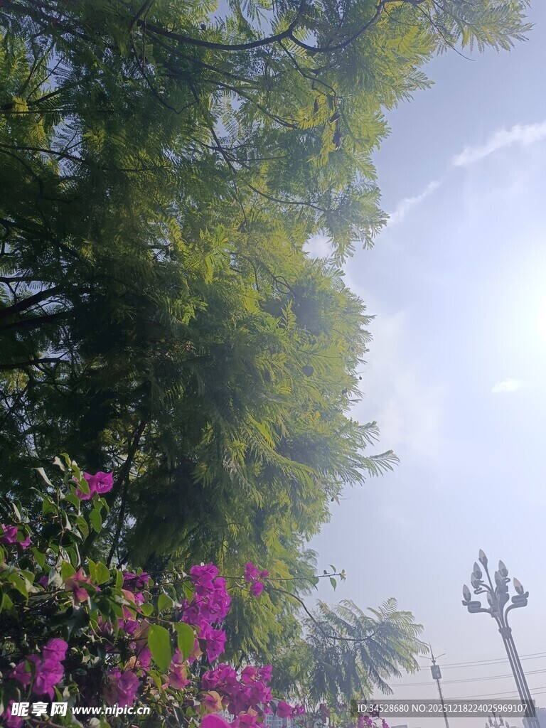 阳光洒落繁花绿树间