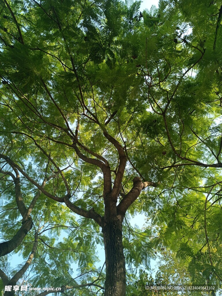 茂密绿树展现自然生机