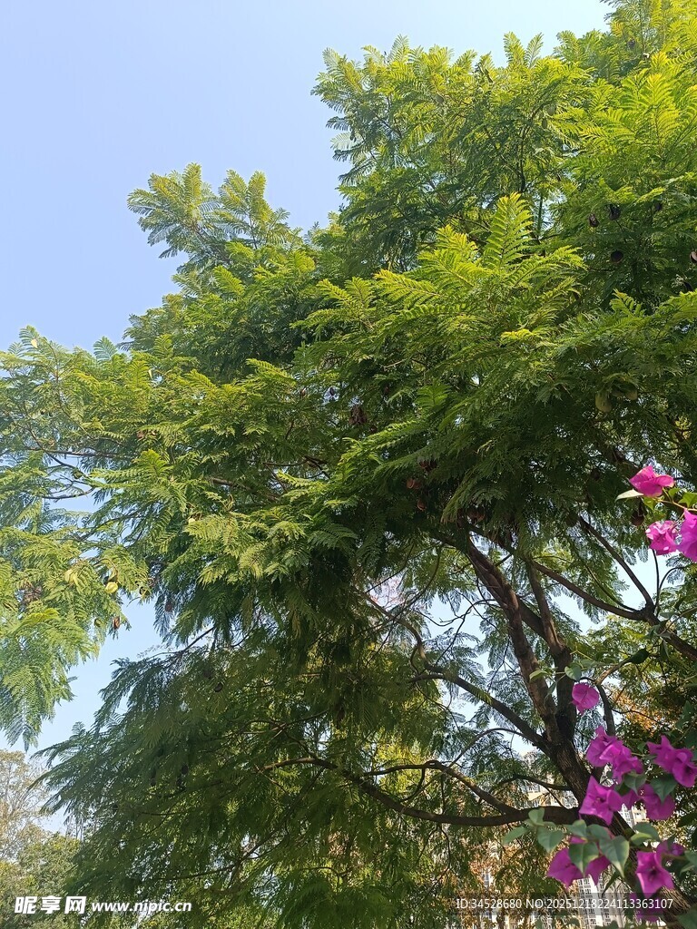 绿树繁花的清新景致