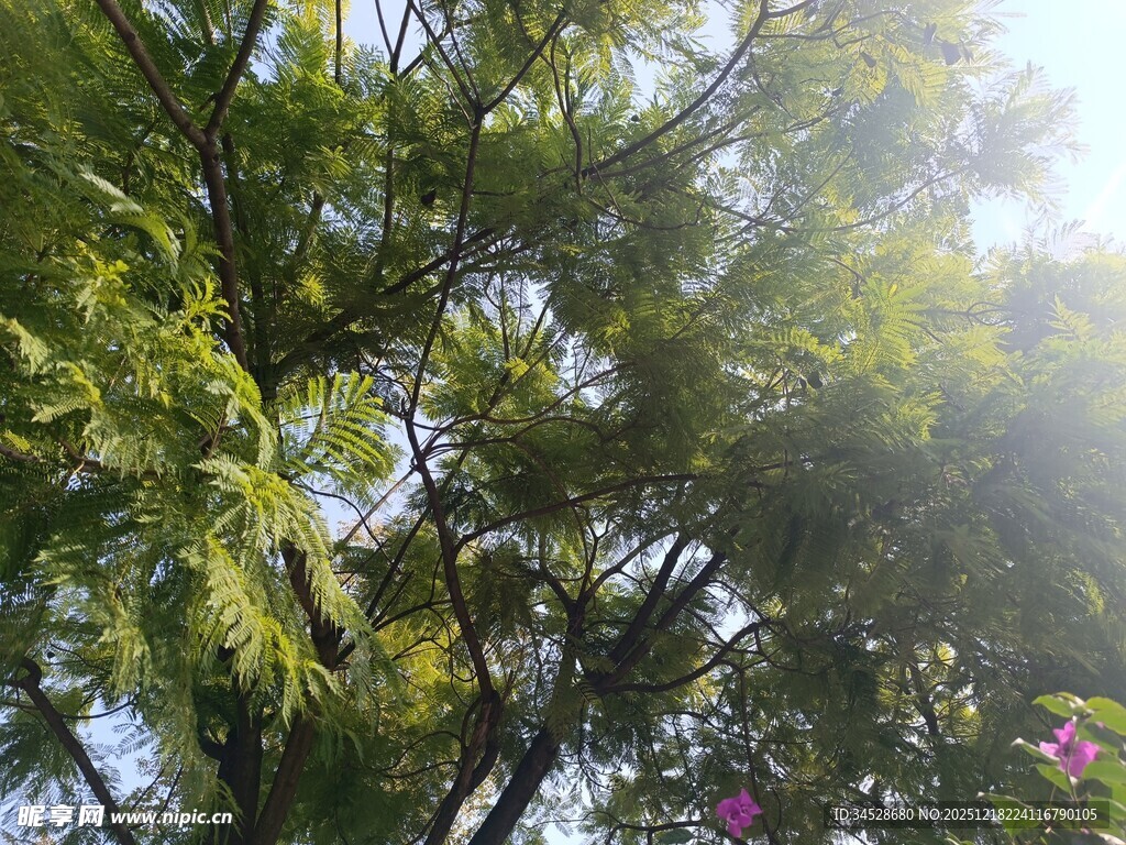 阳光下的繁茂绿树与繁花