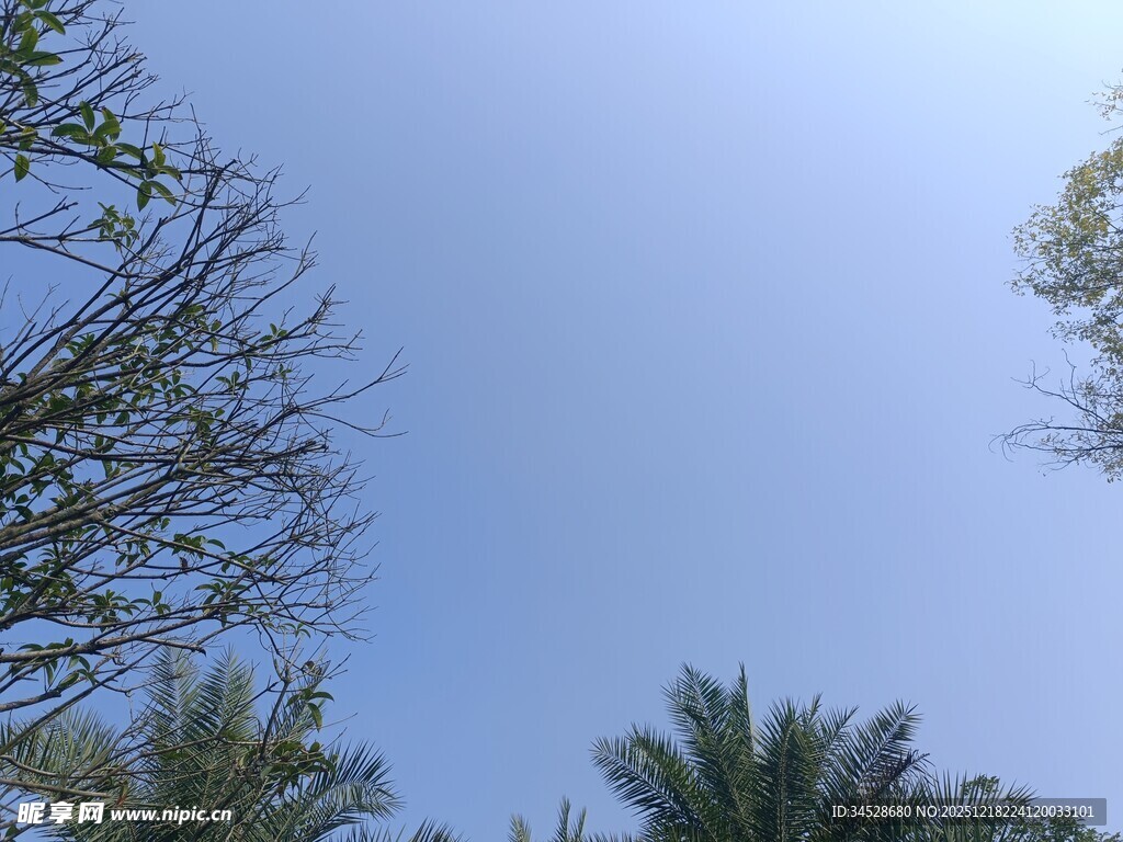 蓝天映衬下的树木景观