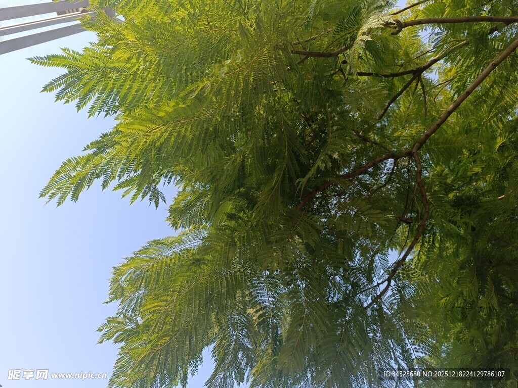 仰视翠绿枝叶与蓝天