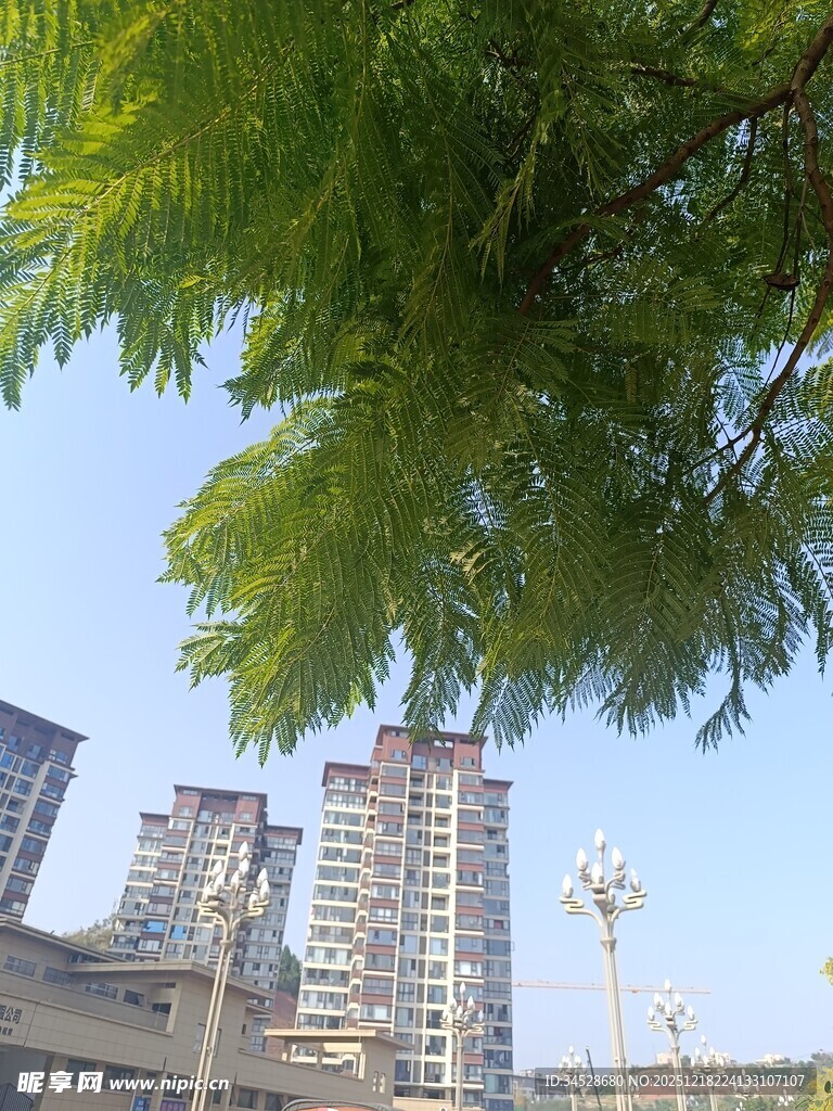 绿树掩映下的城市高楼