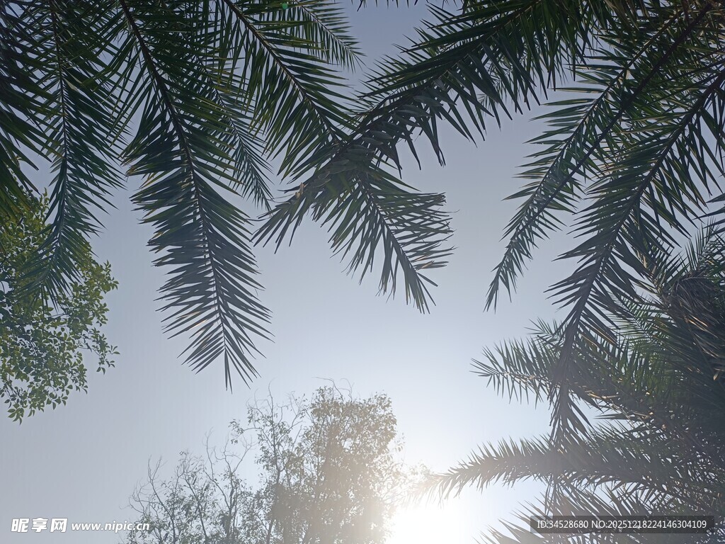 仰观棕榈树与洒落阳光