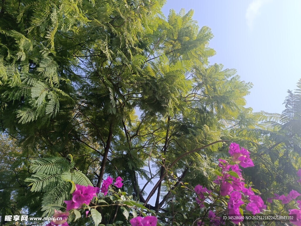 阳光下繁花绿树美景