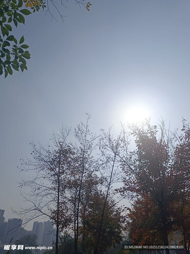 秋日阳光下的树木与城市景