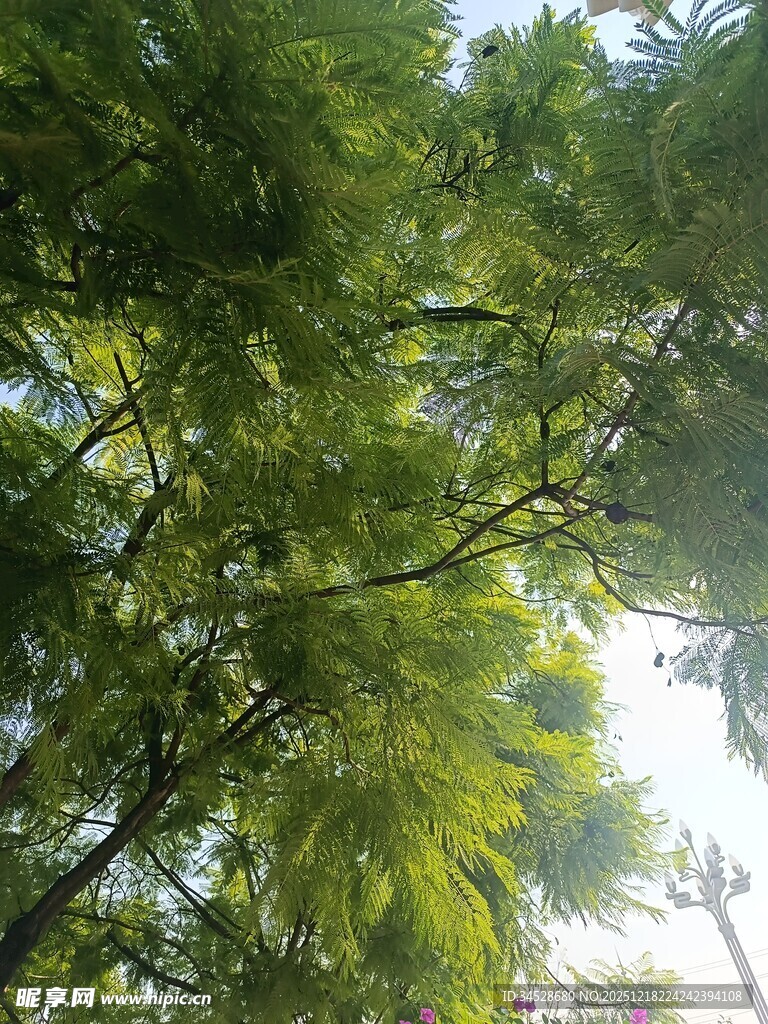 仰视翠绿繁茂的树冠