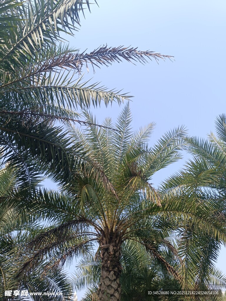 仰拍蓝天中的棕榈树