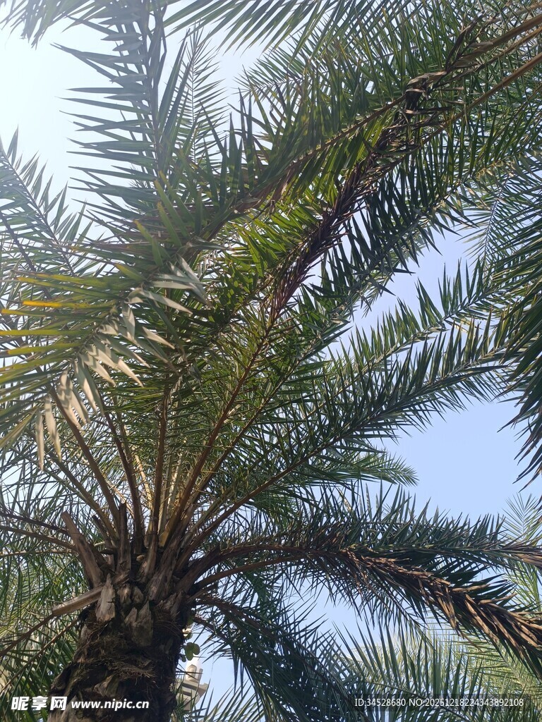 仰视下的高大棕榈树