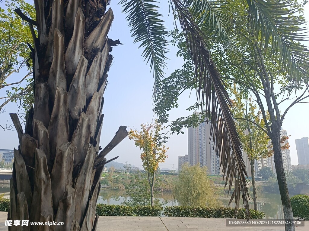 城市中挺拔的棕榈树景观