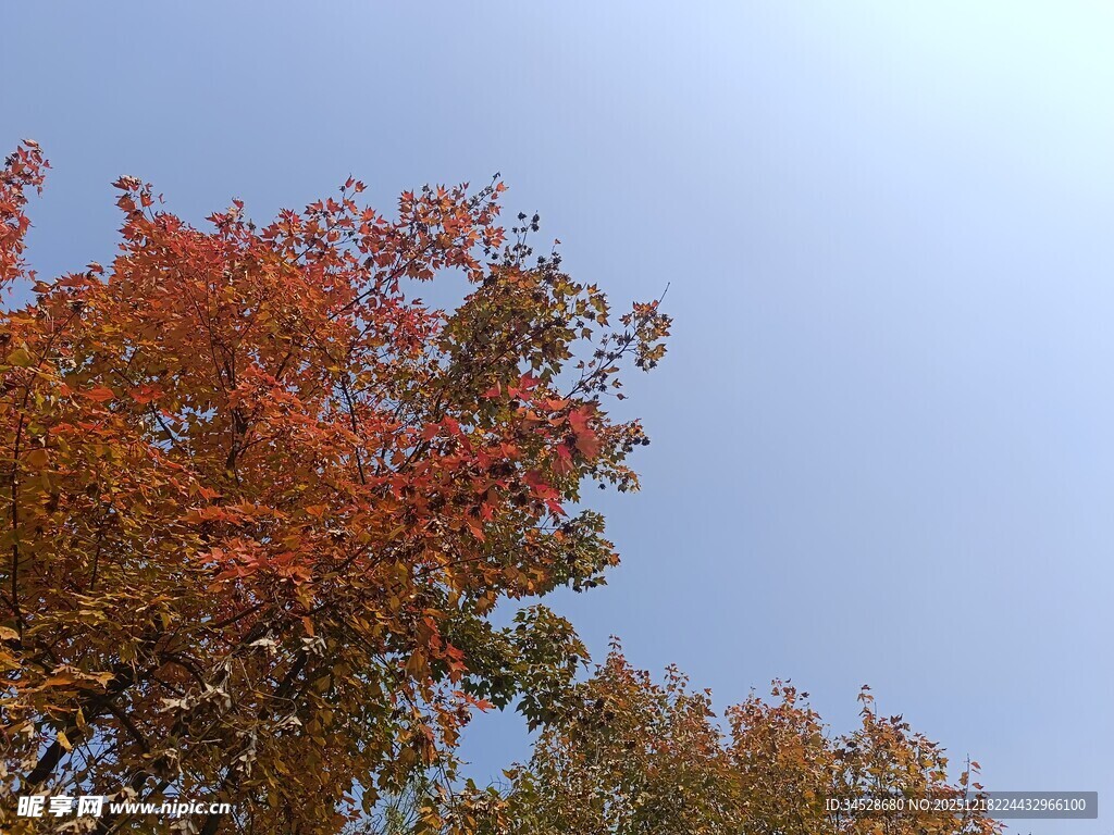 秋日红叶映蓝天