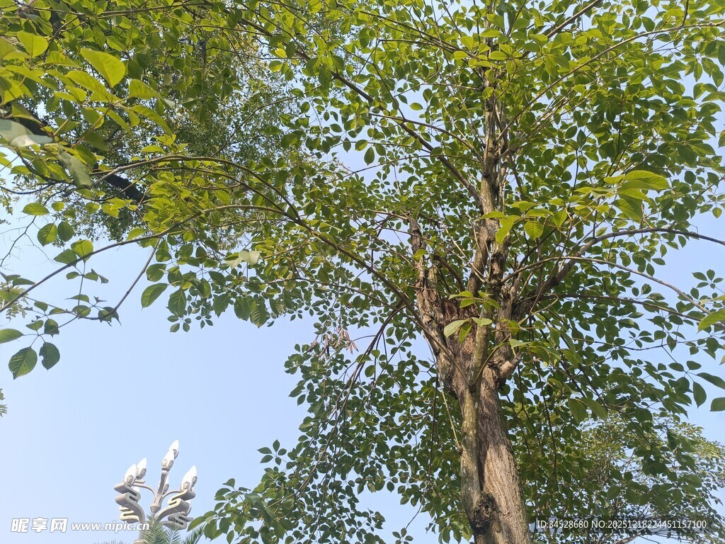 夏日繁茂绿树蓝天景象