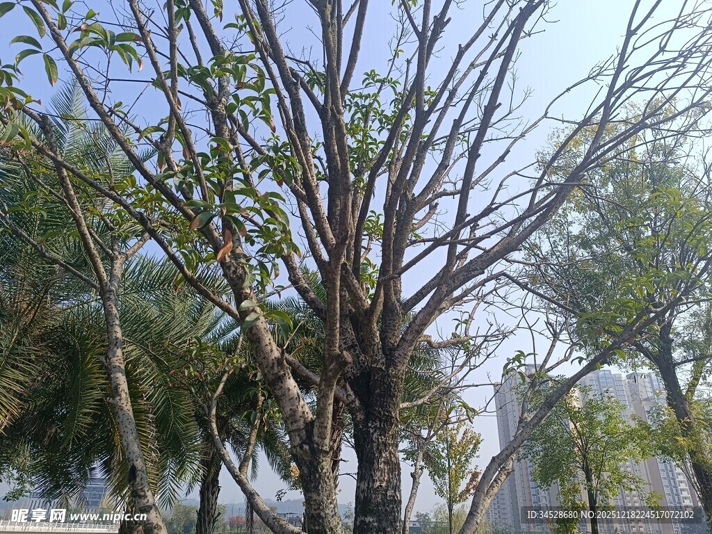 冬日光秃树木景象