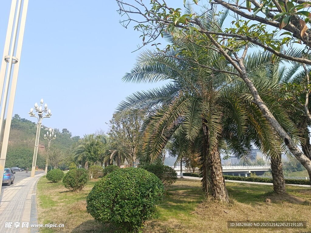 路边棕榈树与绿植景观