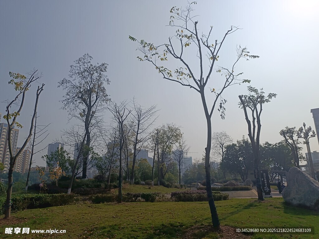 冬日公园的萧瑟树木景观