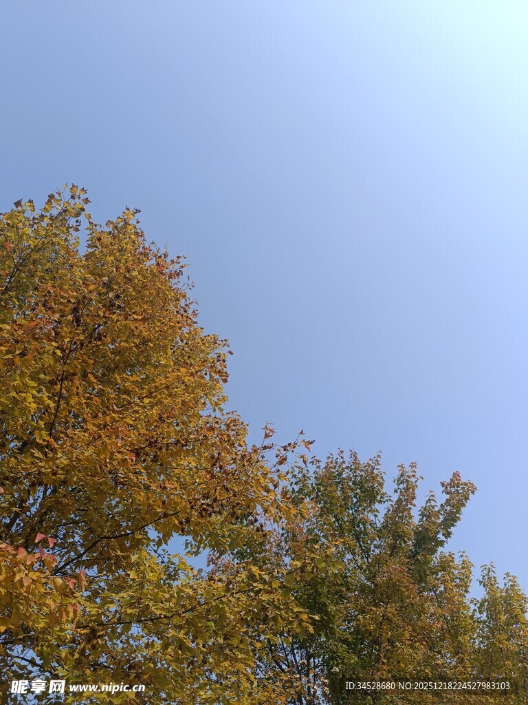 秋日树梢与晴朗蓝天