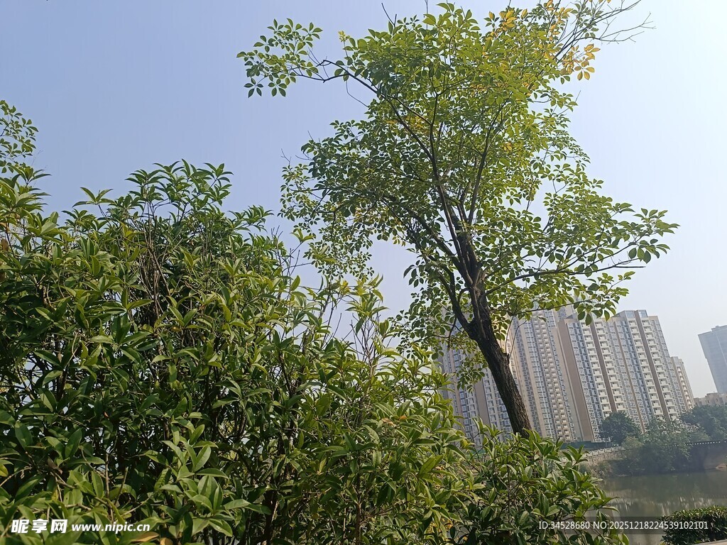 城市中葱郁树木与高楼