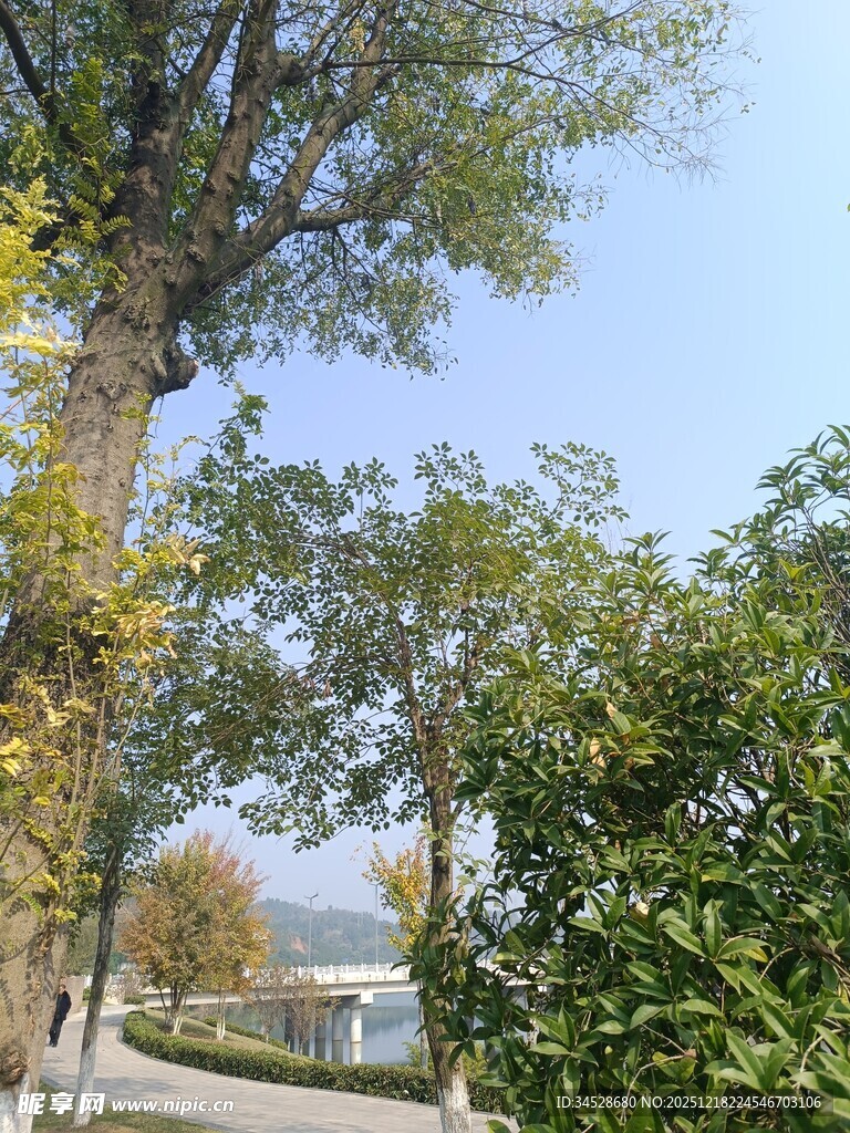 秋日林荫道风景