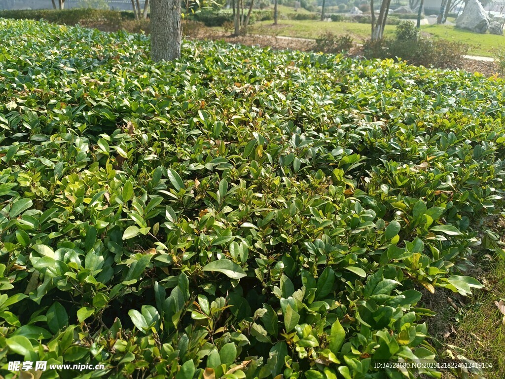 茶园绿意盎然的景象