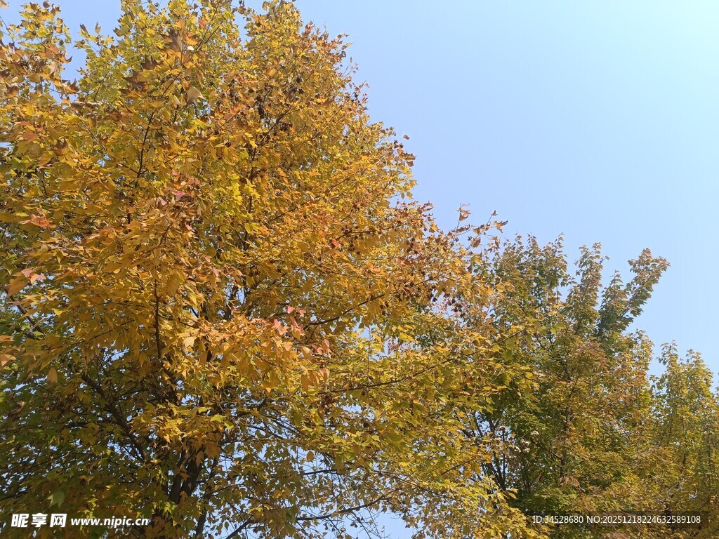 秋日金黄树叶的美丽景象