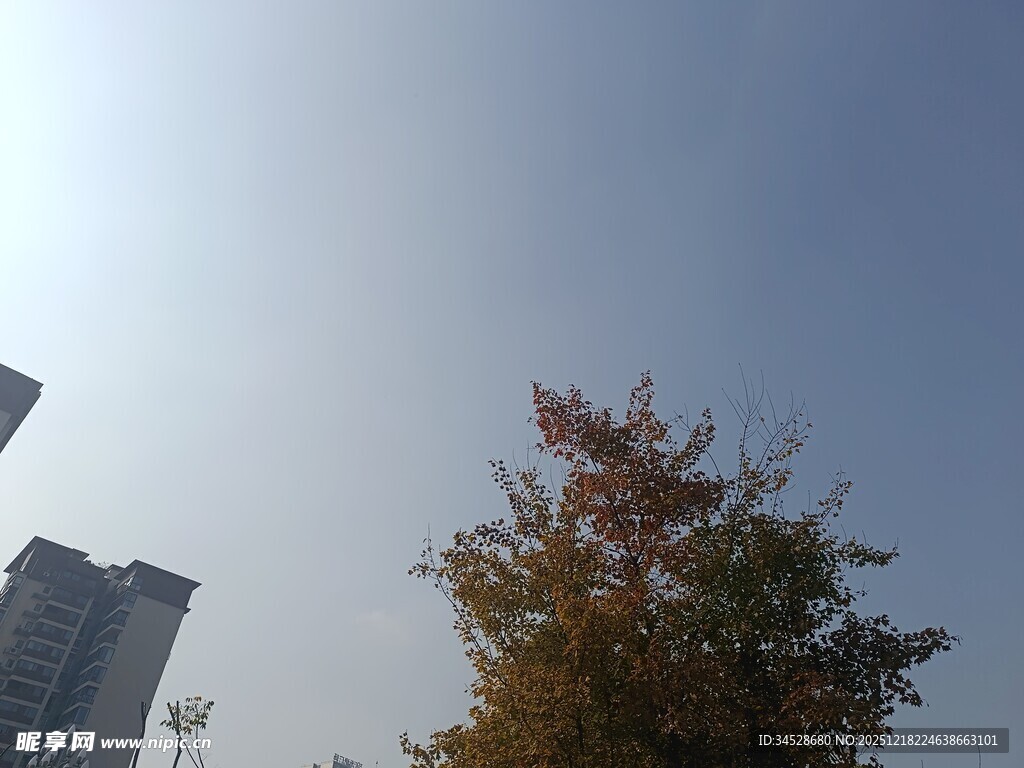 秋日城市中的斑斓树木