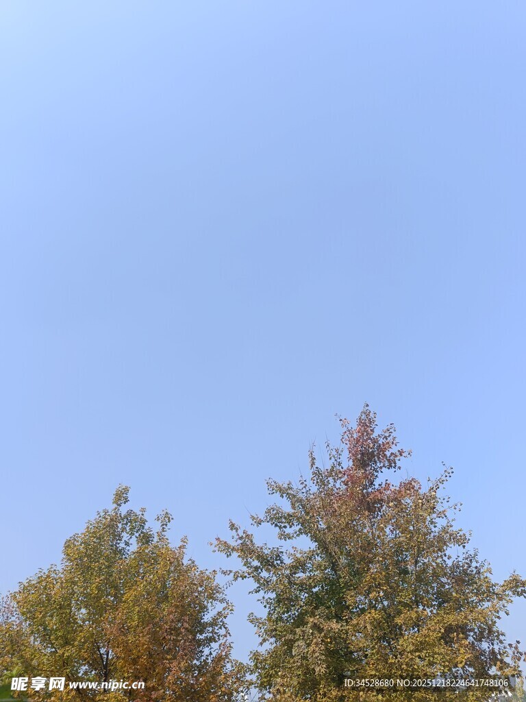 蓝天映衬下的多彩树木