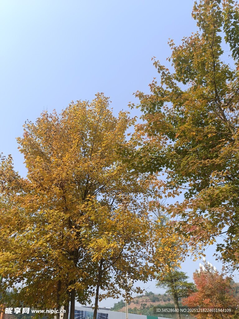 秋日金黄树木风景图
