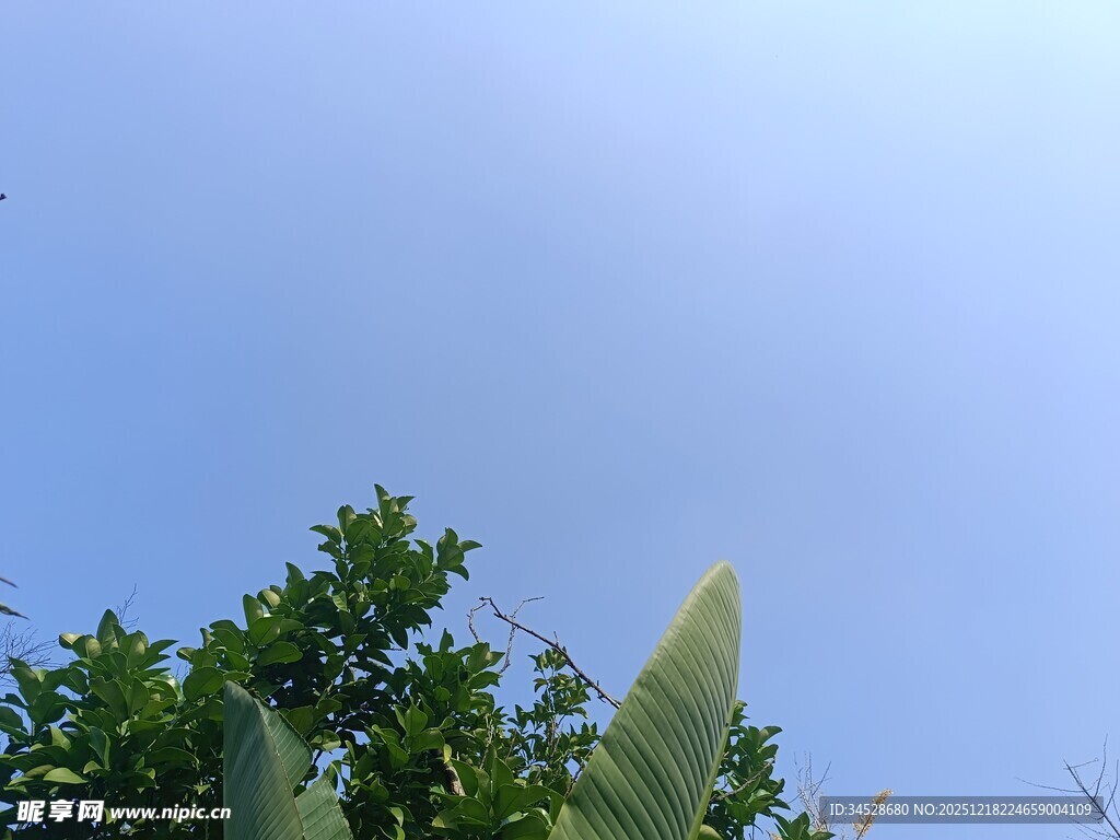蓝天绿树生机勃勃景象