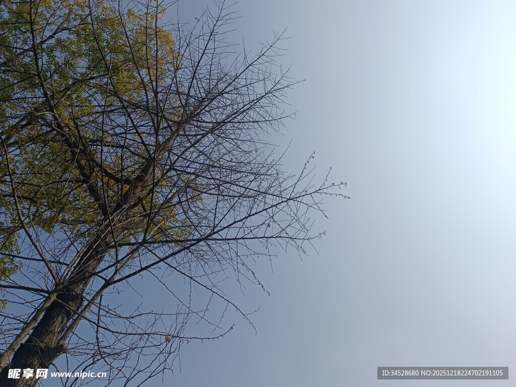 仰望光秃树木与灰蓝天际