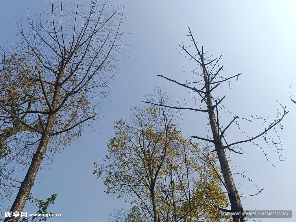 仰望秋日光秃树木