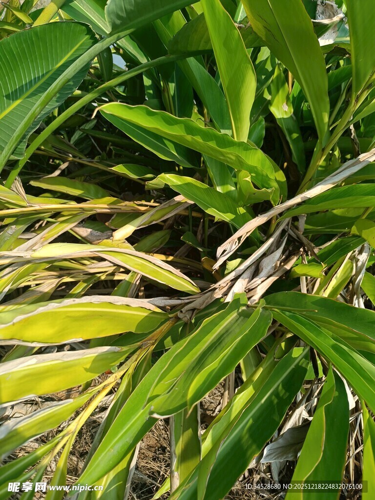 翠绿间泛黄的植物叶片