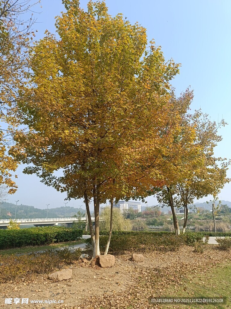 秋日金黄树木风景图