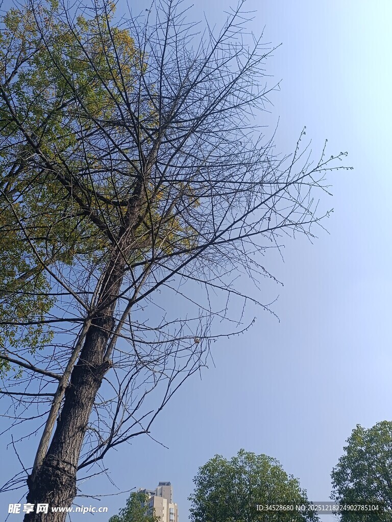 光秃树干与蓝天绿树景象