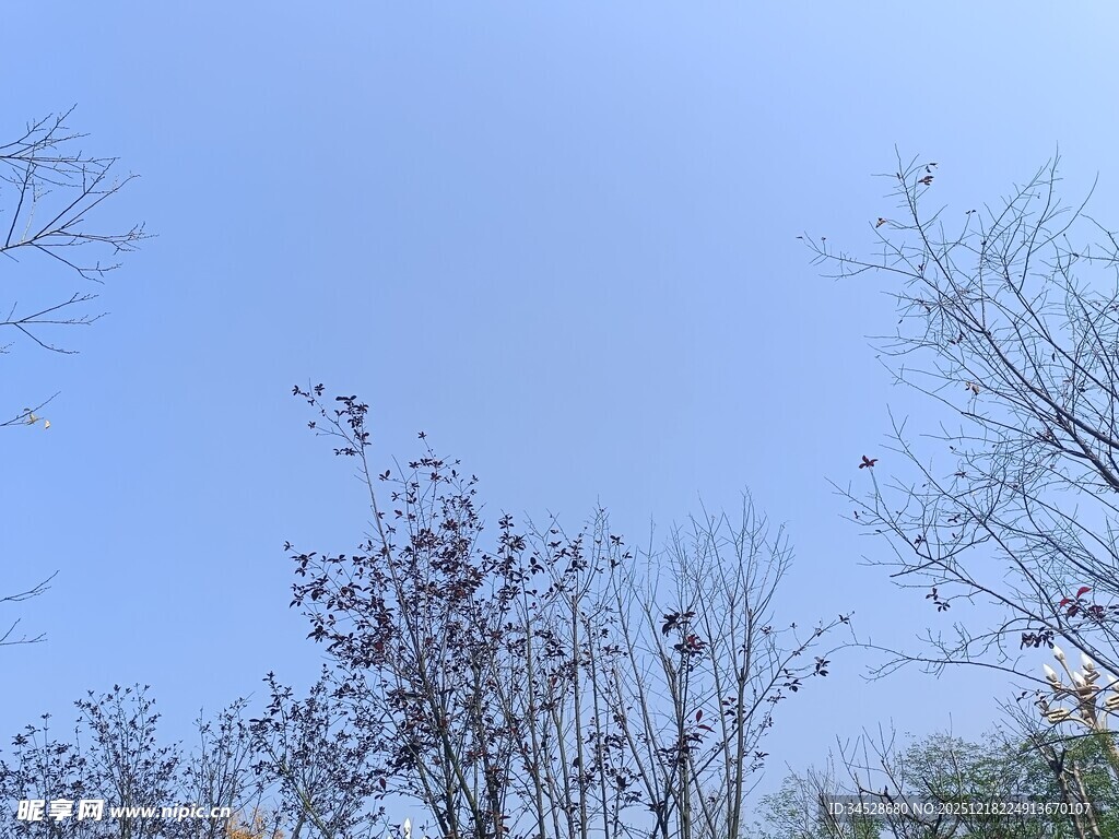 蓝天映衬下的稀疏树木