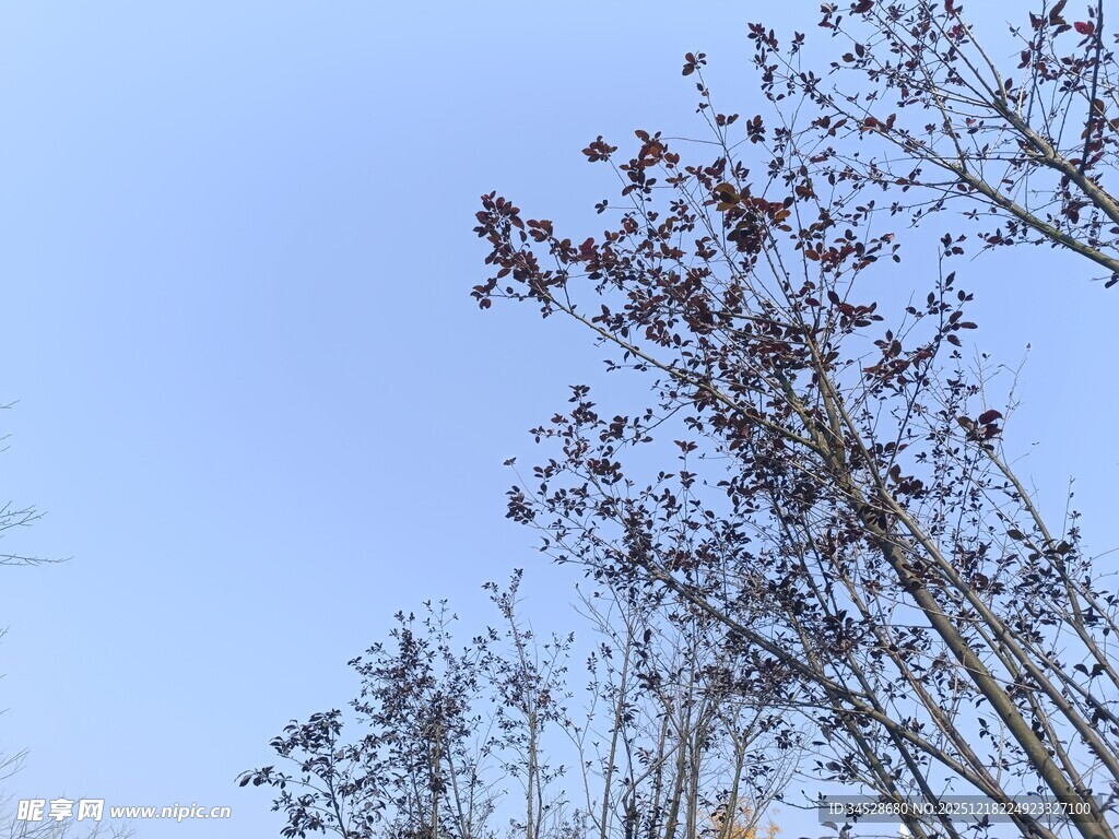 蓝天映衬下的光秃树木