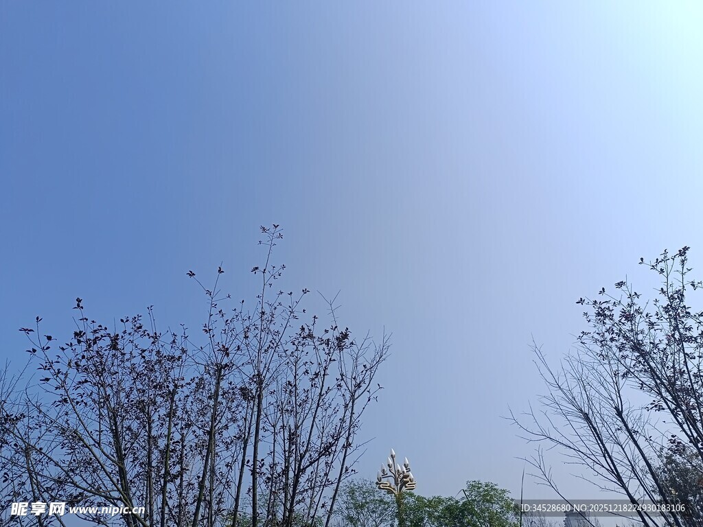 蓝天映衬下的稀疏树木