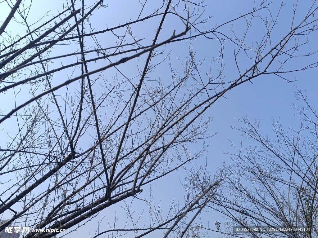 冬日光秃树枝与蓝天