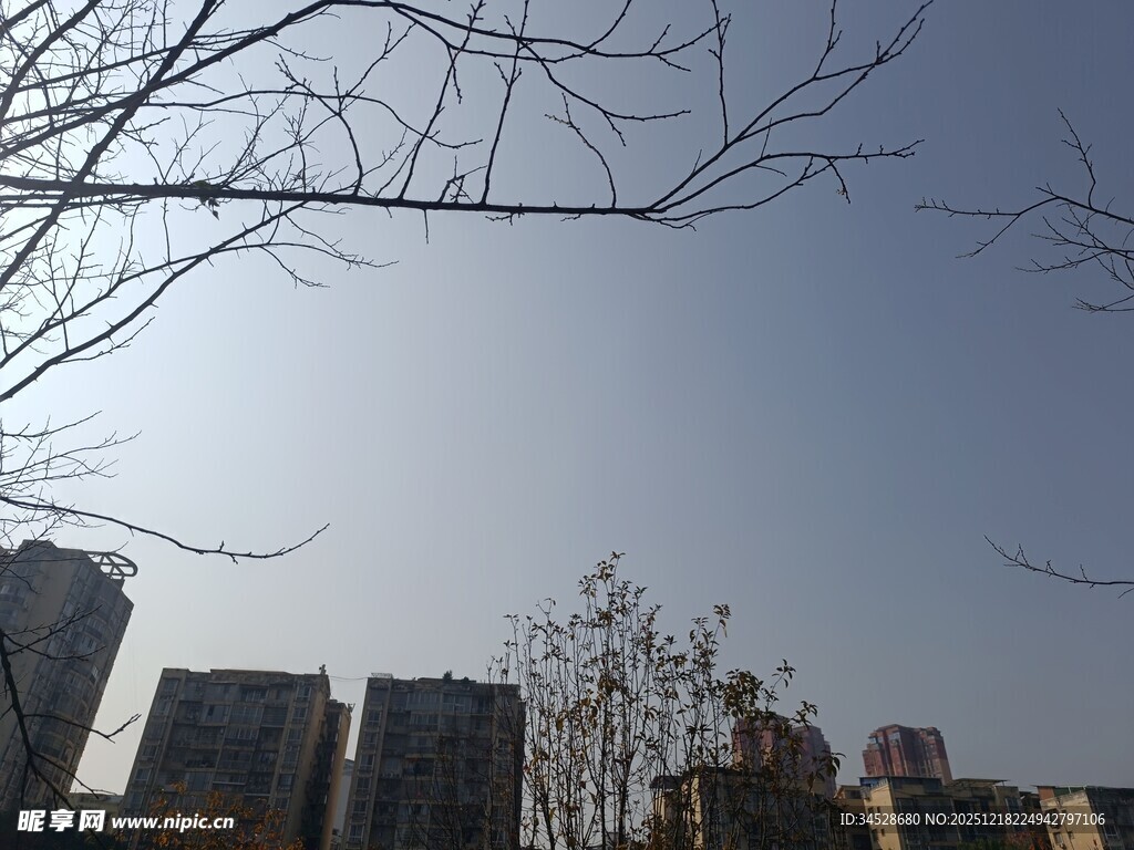 冬日城市树梢与楼景